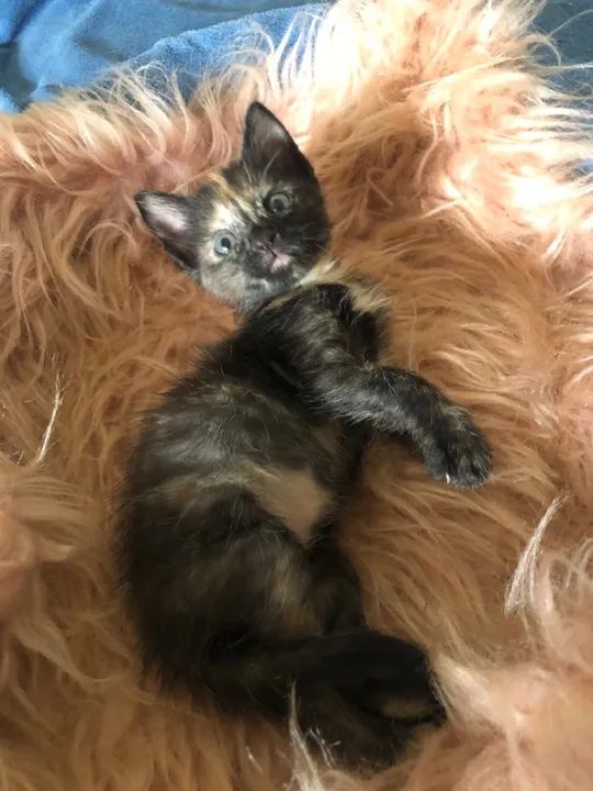 Amorinha para adoção responsável! - Foto 2