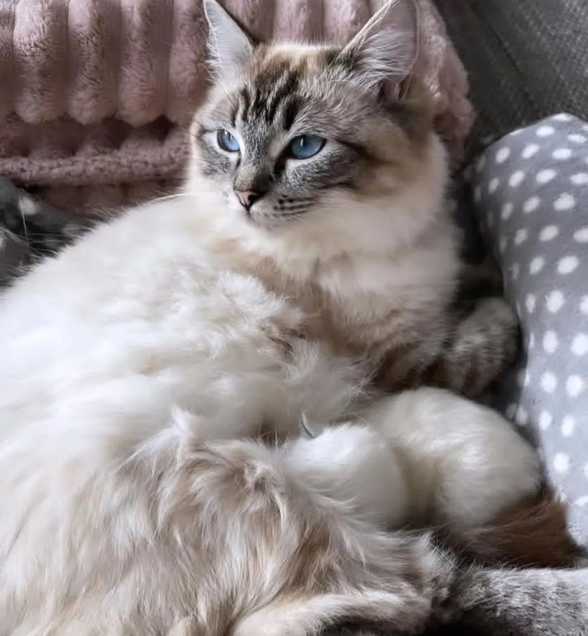 Ragdoll kittens63824598791937120