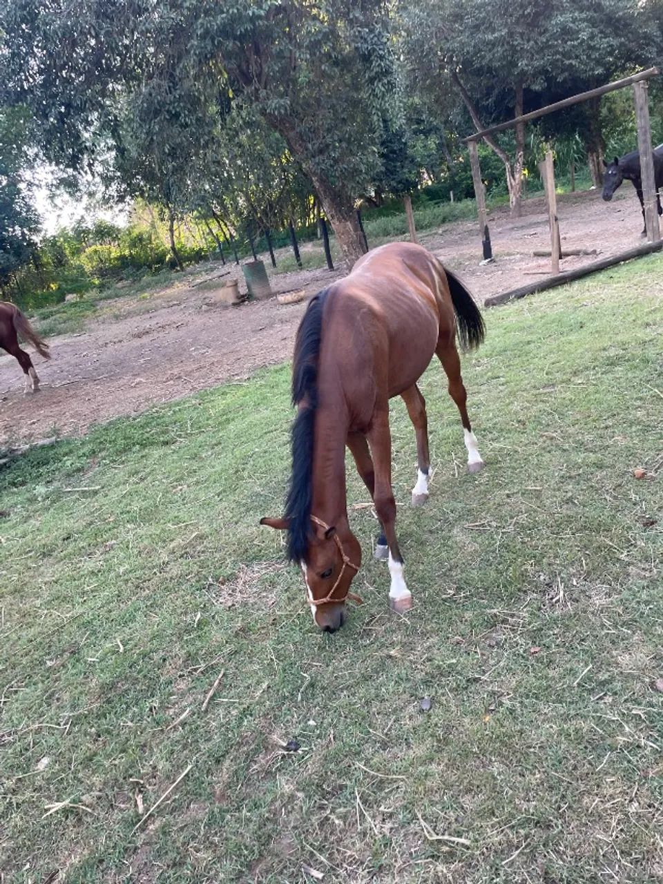 Potro quarto de milha  - Foto 3