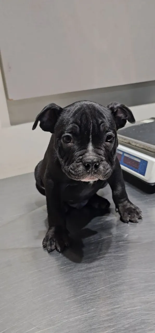 Filhotes de American bully Gen Tri Netos de Micro