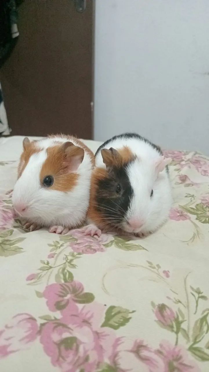 Vendo filhotes de porquinho da índia 