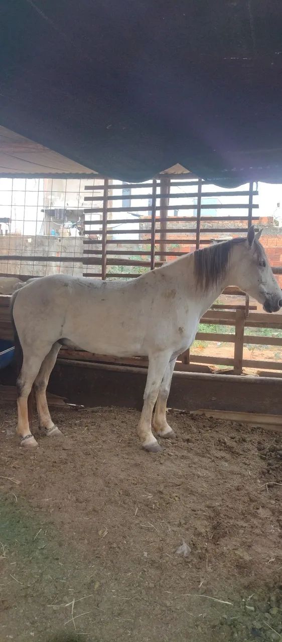 Cavalo manga larga pura da raça  - Foto 5