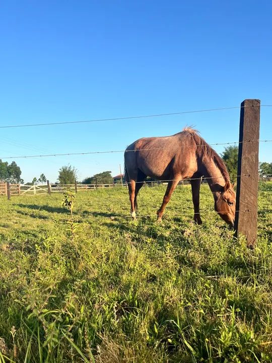 Egua para venda - Foto 3