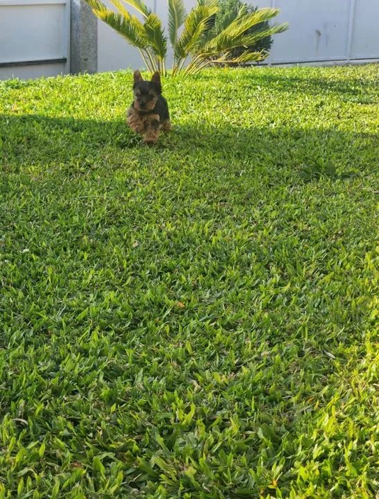 Yorkshire micro fêmea - Filhotes a venda em loja - Não fazemos doação - Contate - Foto 2
