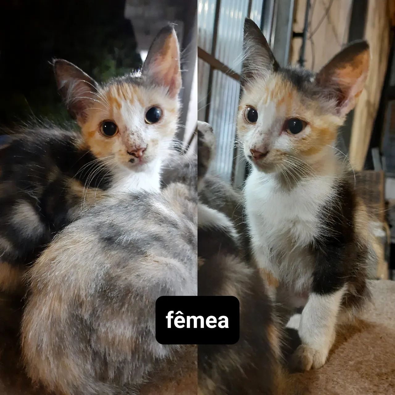 doação gatos filhotes - leia a descrição - Foto 4