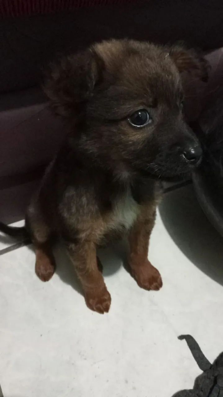 Doação de filhotinha 