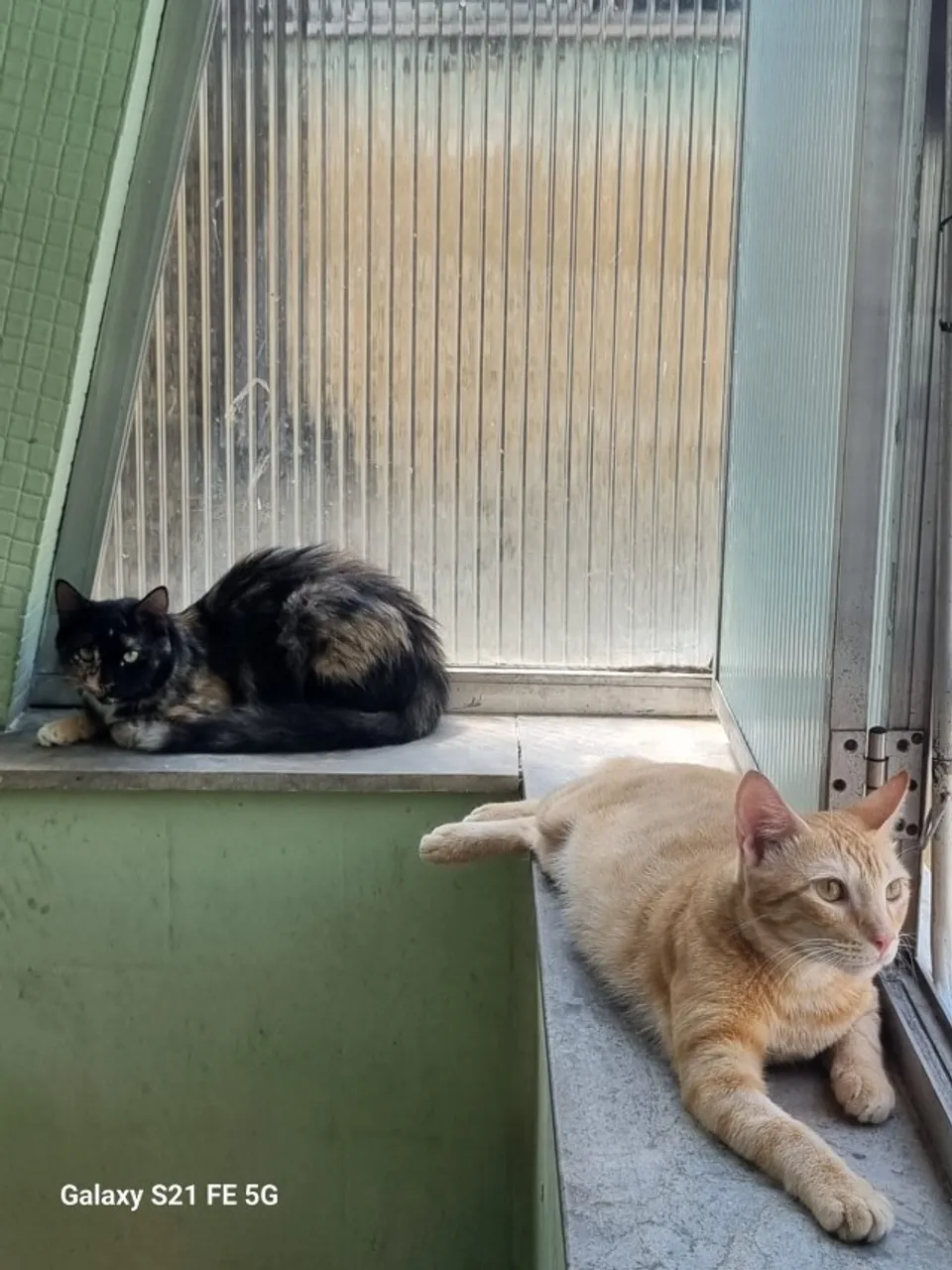 Gatinhos para adoção
