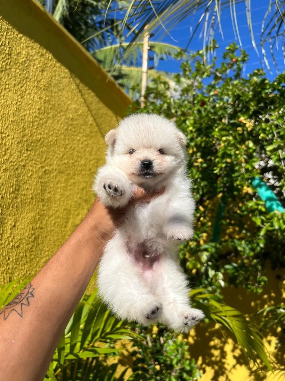Filhote de Spitz Alemão - Fofo e Charmoso! - Foto 2