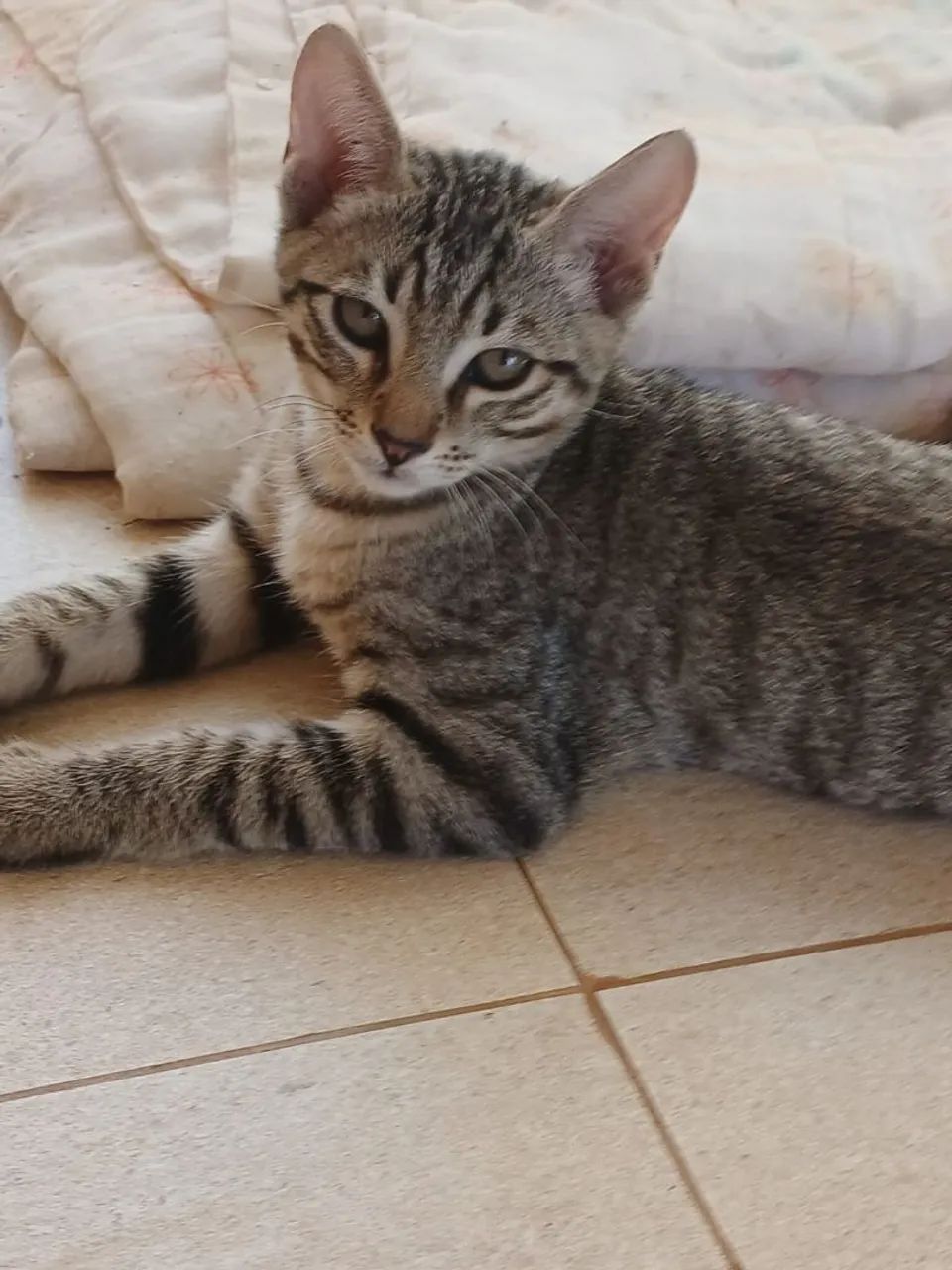 Gatos filhotes para adoção URGENTE - Foto 3