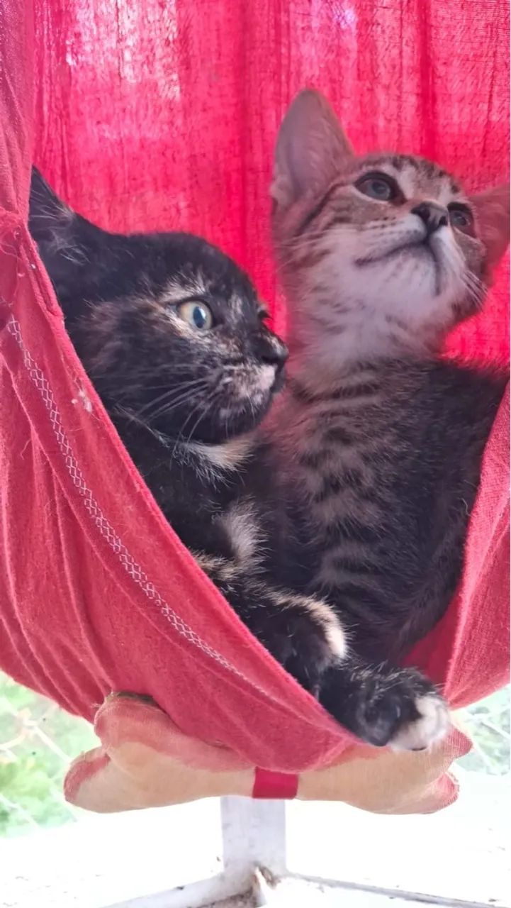 Doa-se 2 fêmeas apenas lares seguros com telas sem acesso à rua - Foto 2