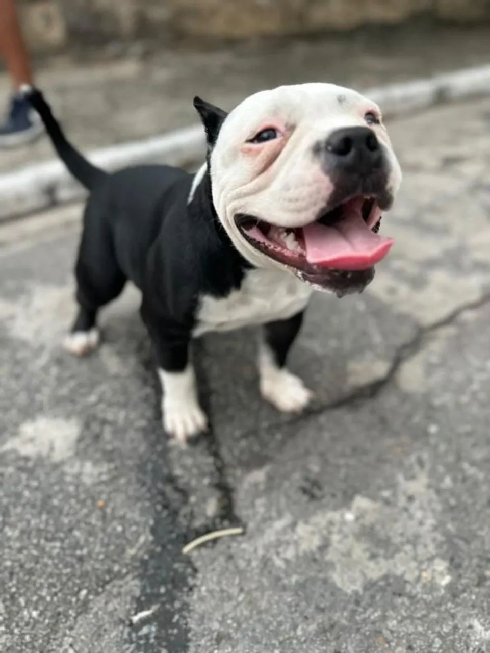 American Bully  - Foto 2