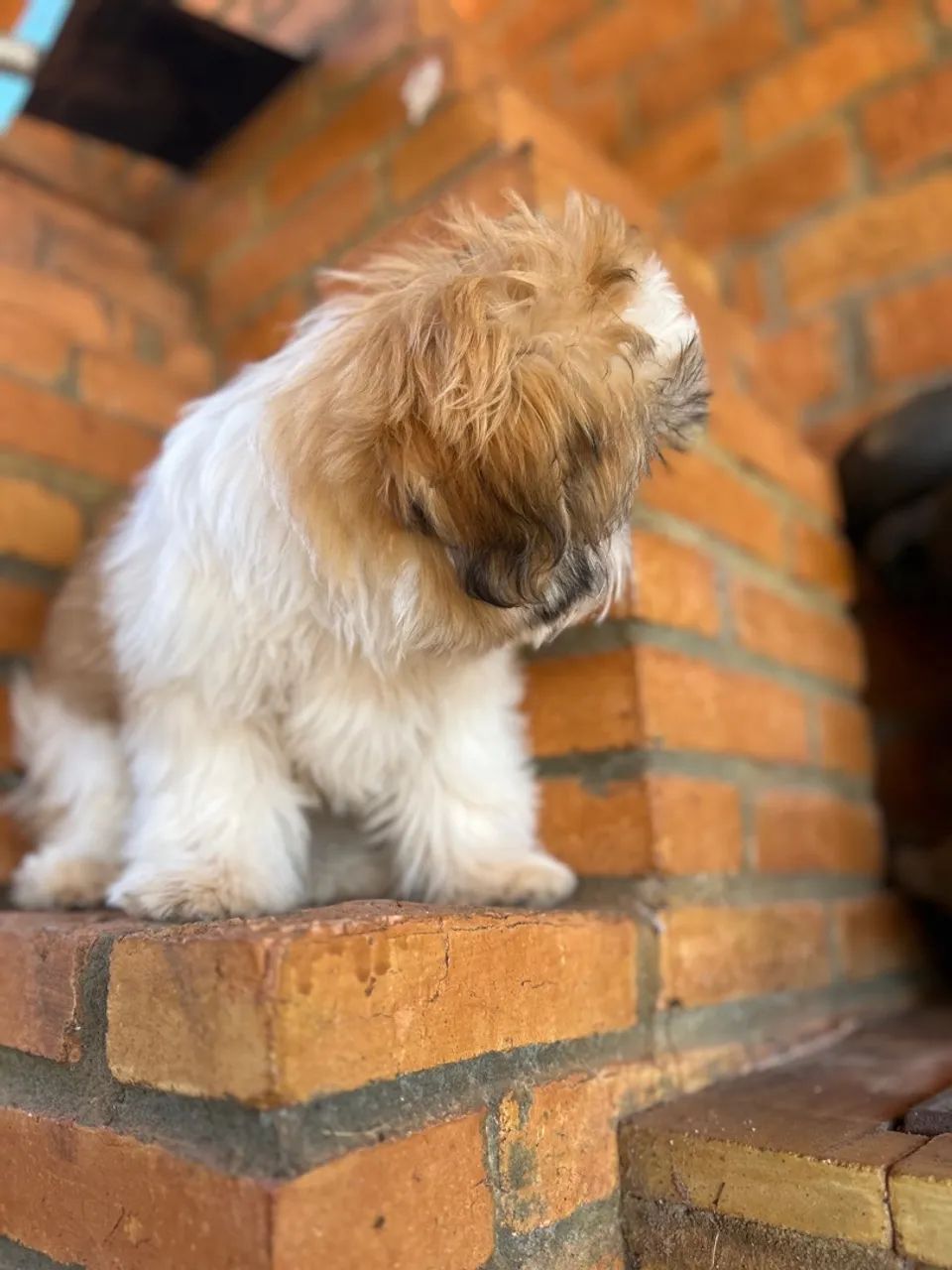 Filhote Shih Tzu fêmea  - Foto 5