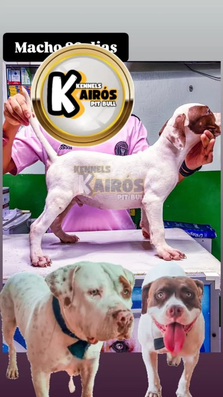 Filhotes Pit Monster - Kairós Kennels
