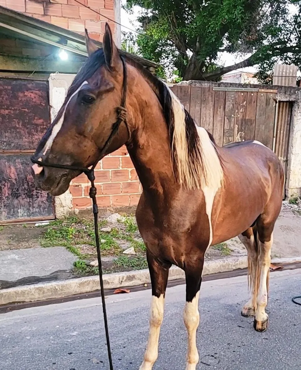 Cavalo para venda
