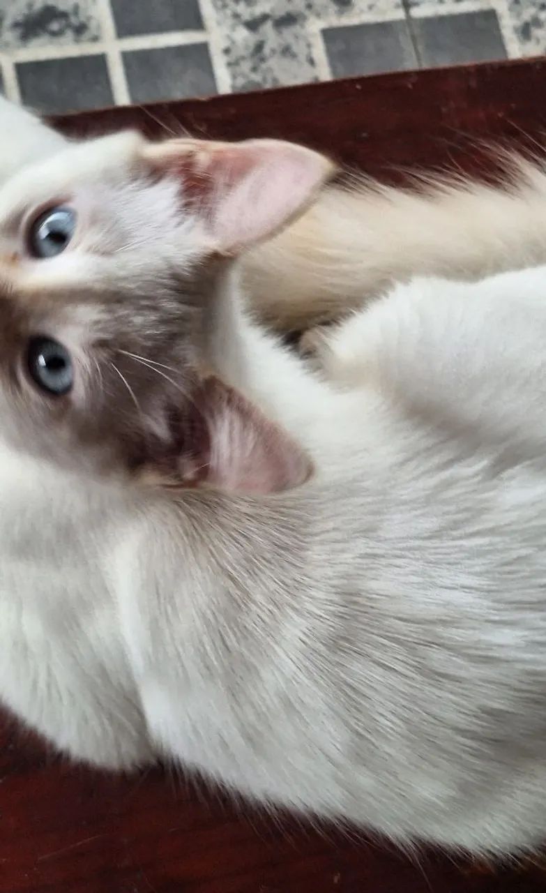 Gato macho branco lindo - Foto 2