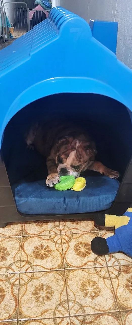 Filhote de Bulldog Inglês (Adoção especial!) - Foto 3