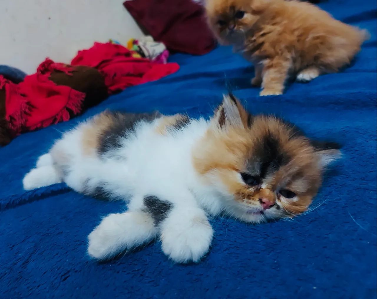 Filhote Persa - Foto 3