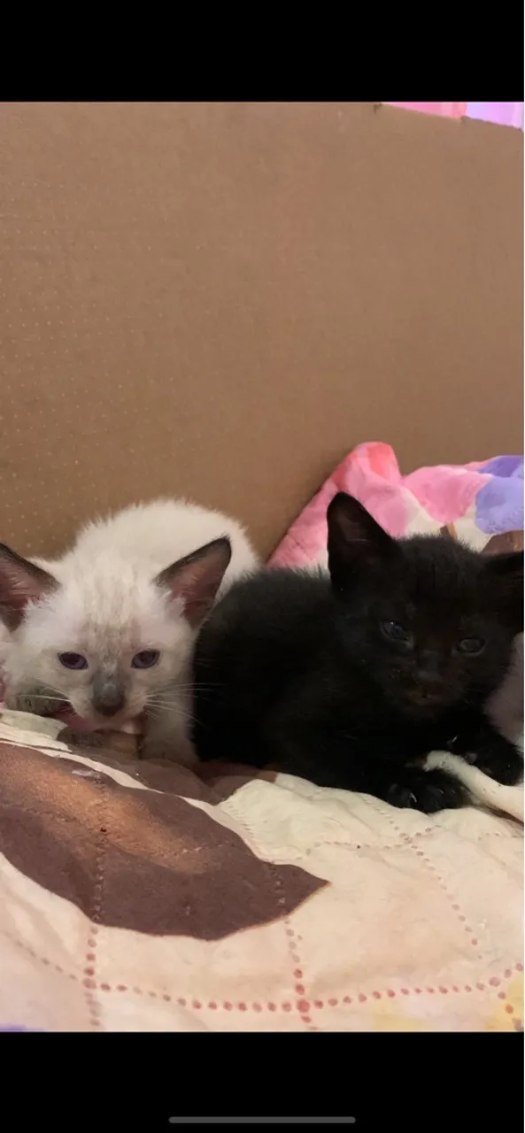 Gatinhos fofos para adoção