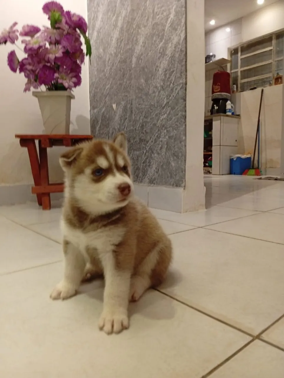 Filhote de husky siberianos