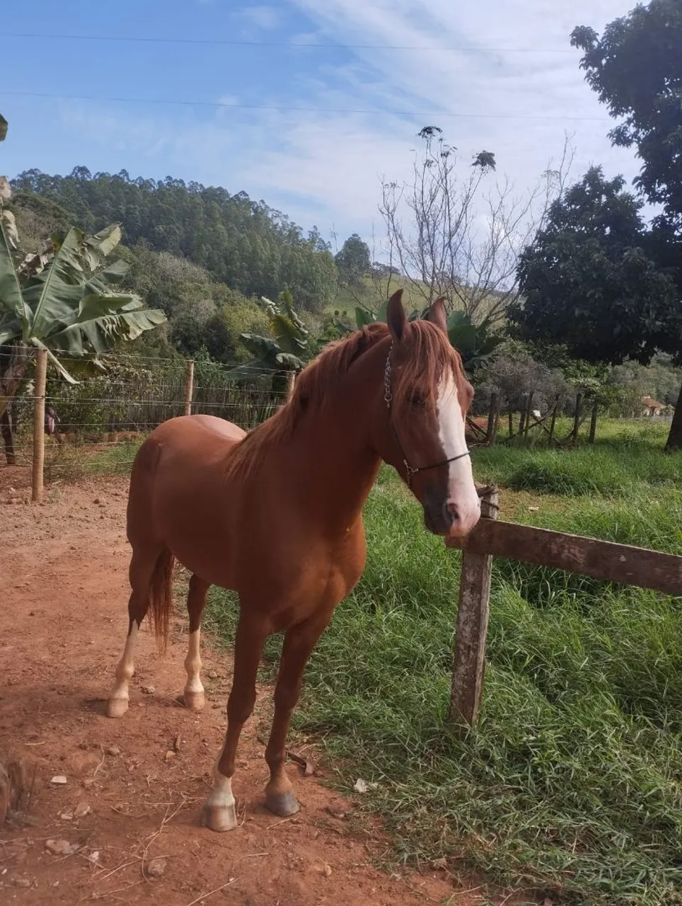 Cavalo Mangalarga Marchador