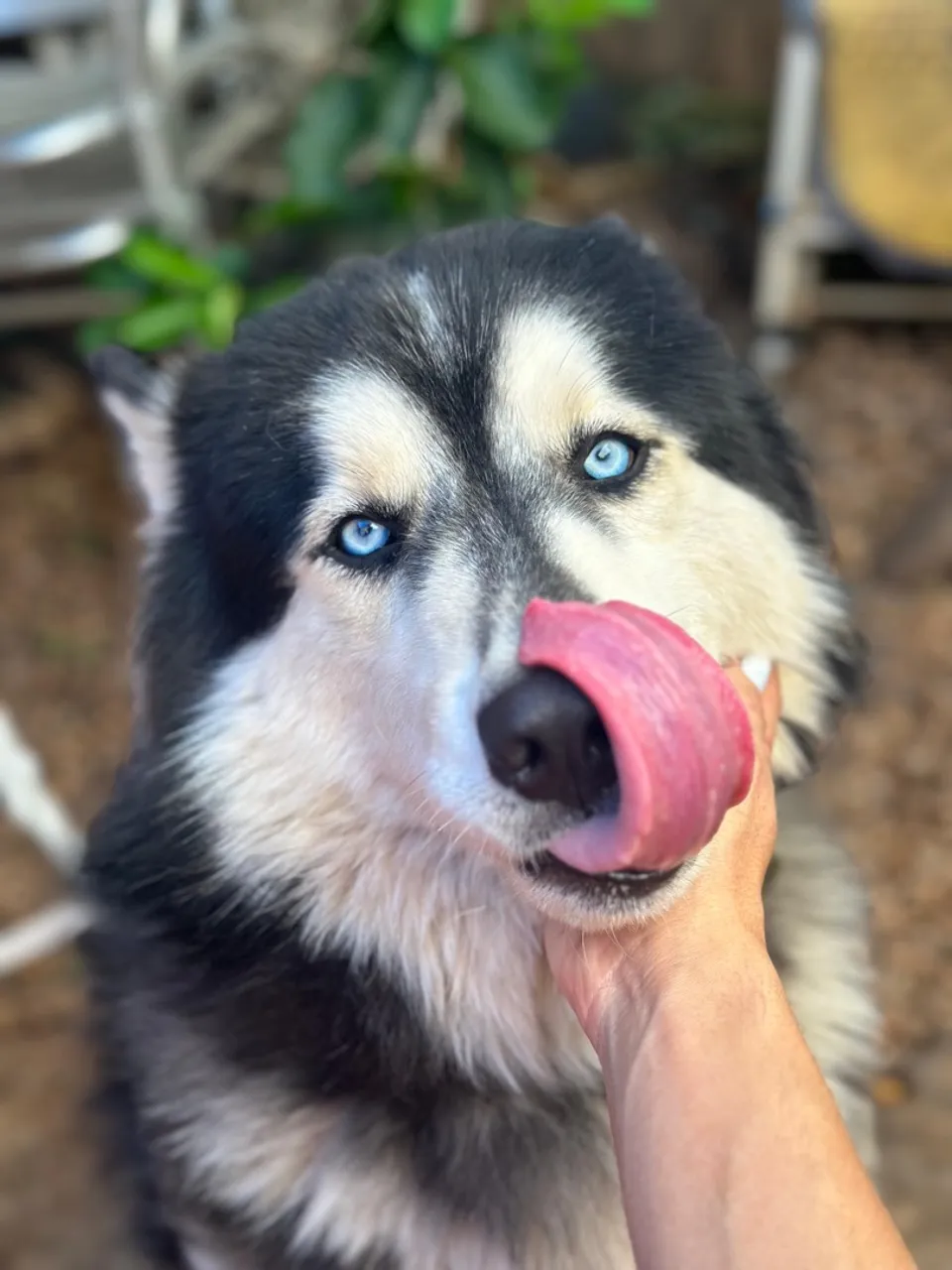 Husky Siberiano