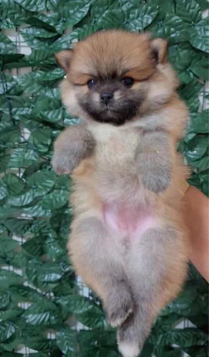 Filhotes de Spitz Alemão | Spitz Alemão  - Foto 4