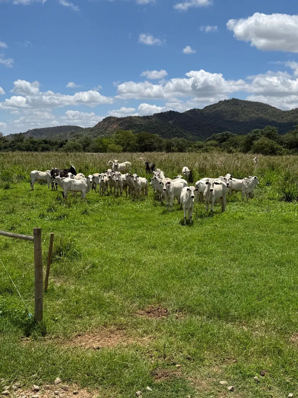 Fazenda no Naque/MG - 97 hectares  - Foto 3