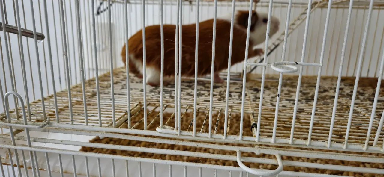 Porquinho da Índia com Gaiola - Foto 6