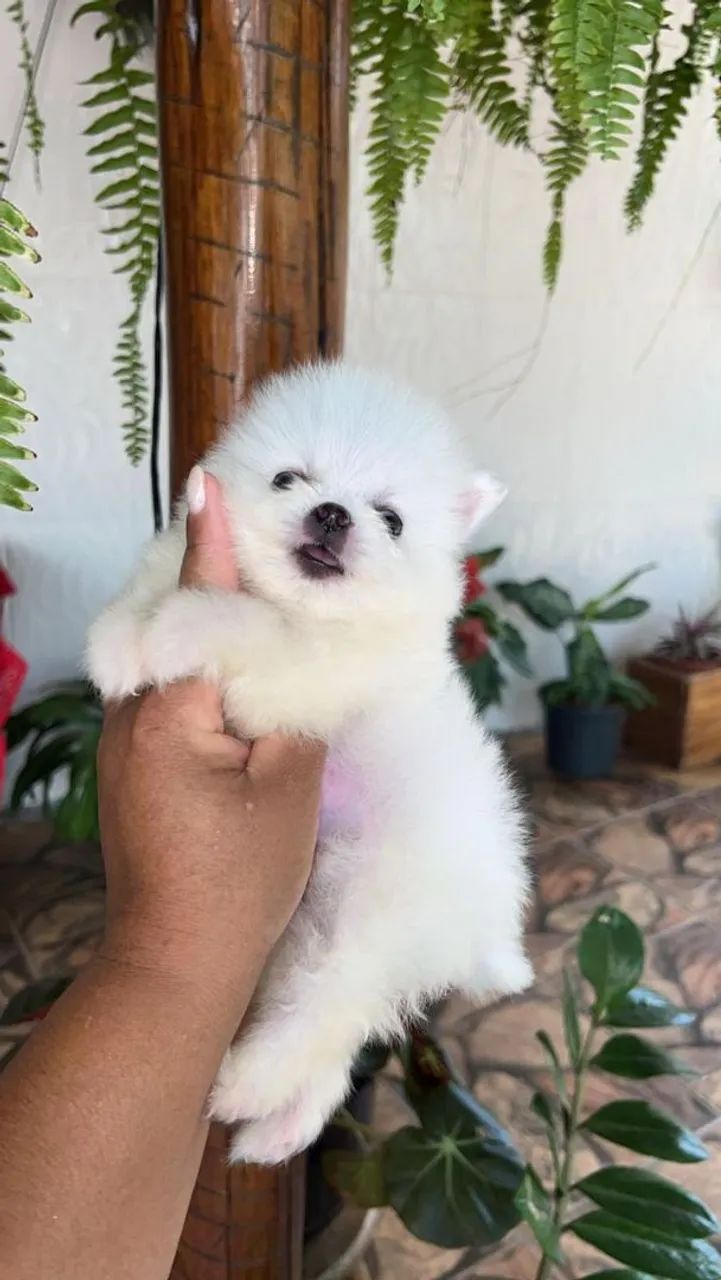  Spitz Alemão perfeito 