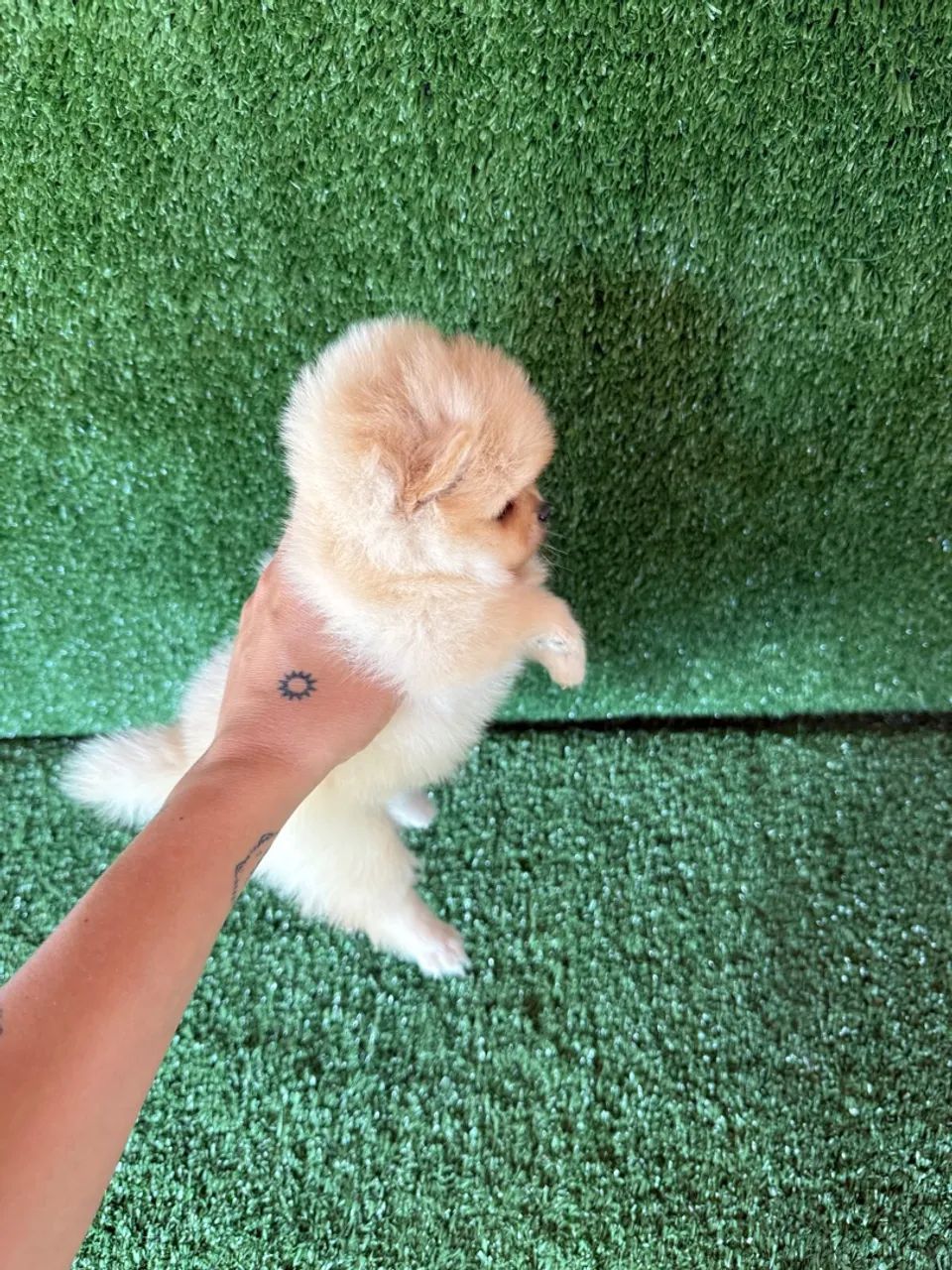 Lulu da pomerania mini  - Foto 5