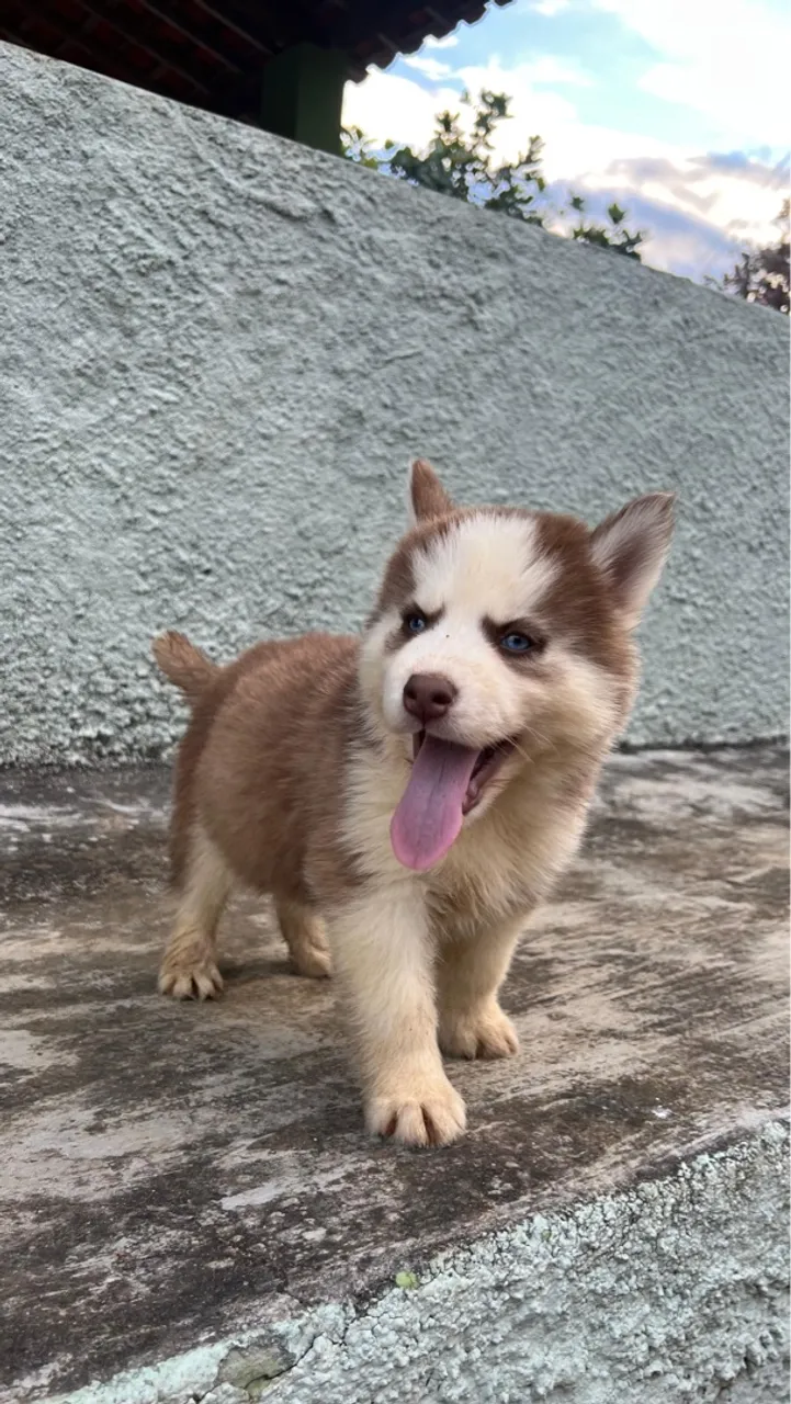 lindos filhotes de Husky Siberiano