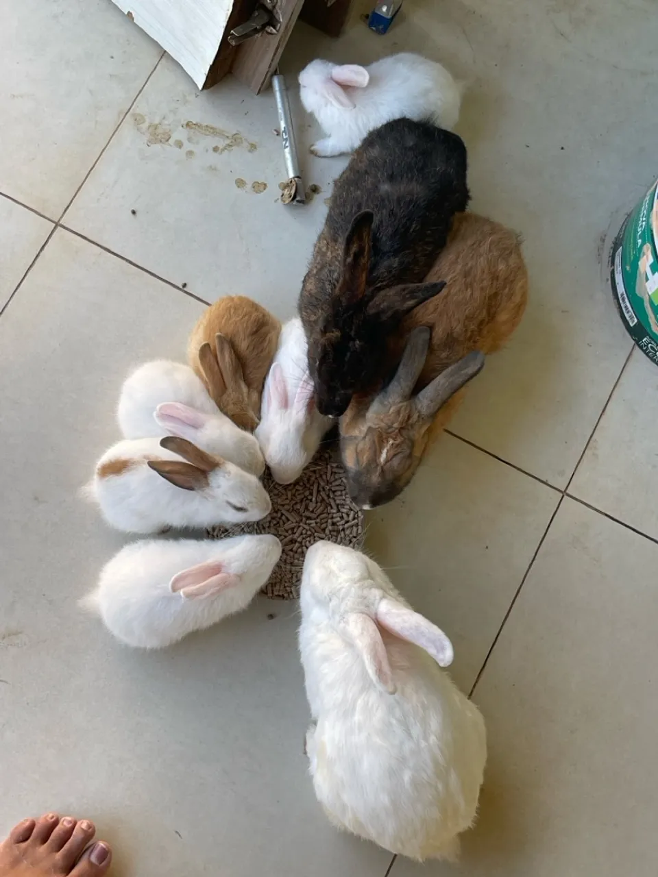 Vendo Coelhos 