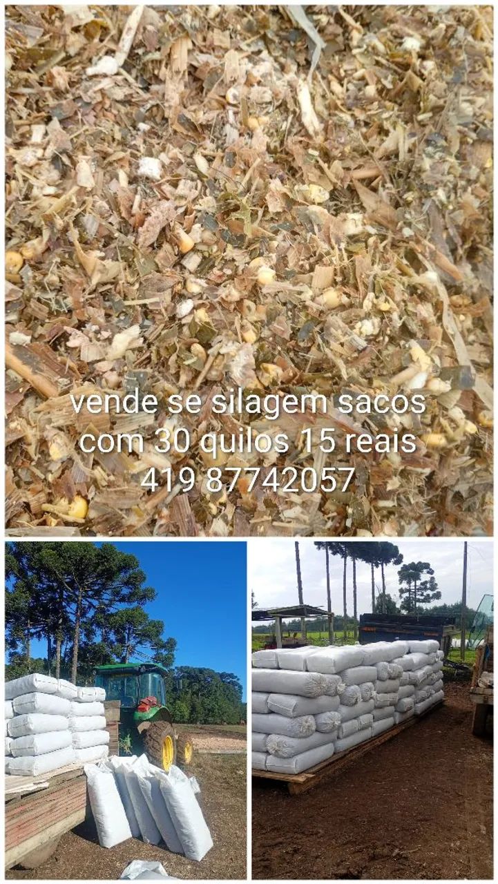 Silagem de milho ensacada  - Foto 2