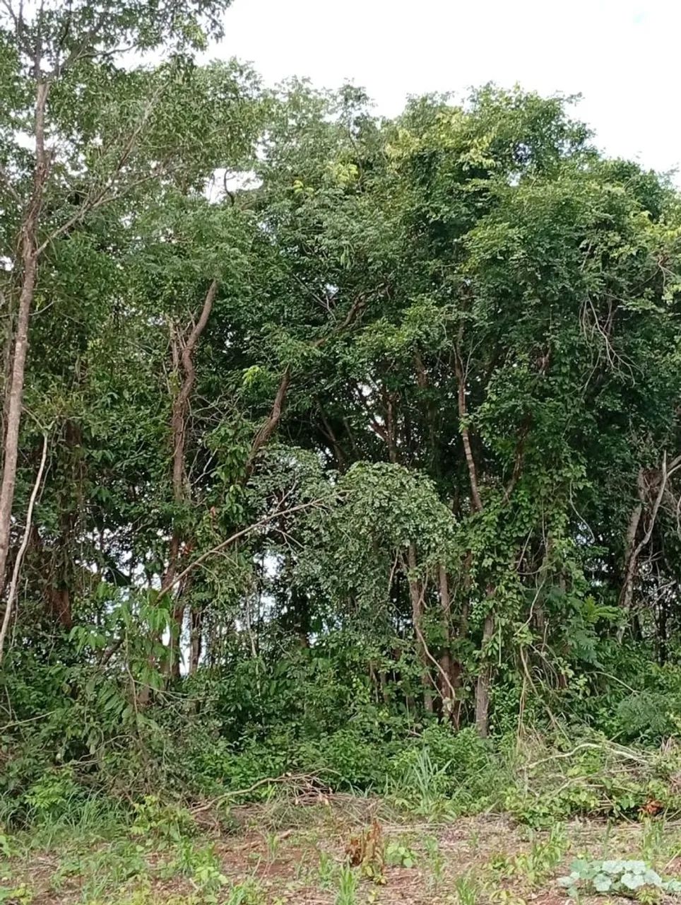 Vendo 1 hectare no Manso - Foto 5