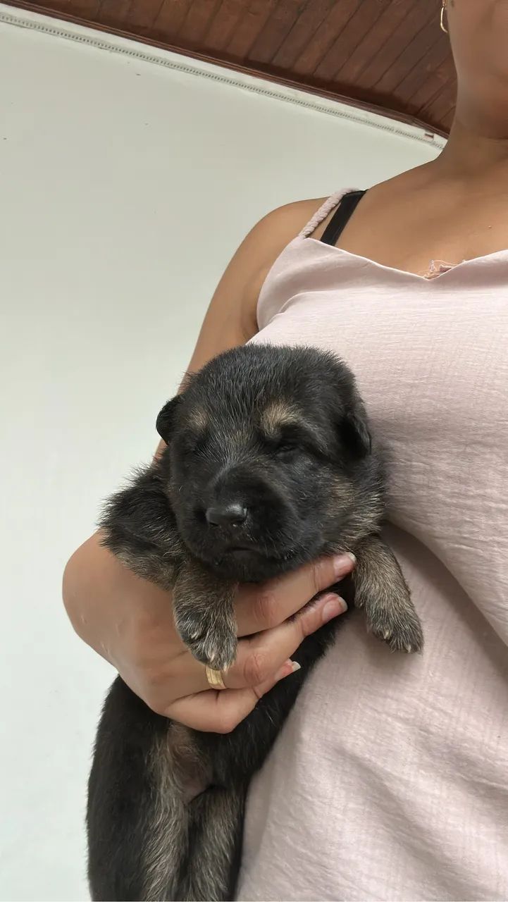 Pasto alemão filhote  - Foto 2