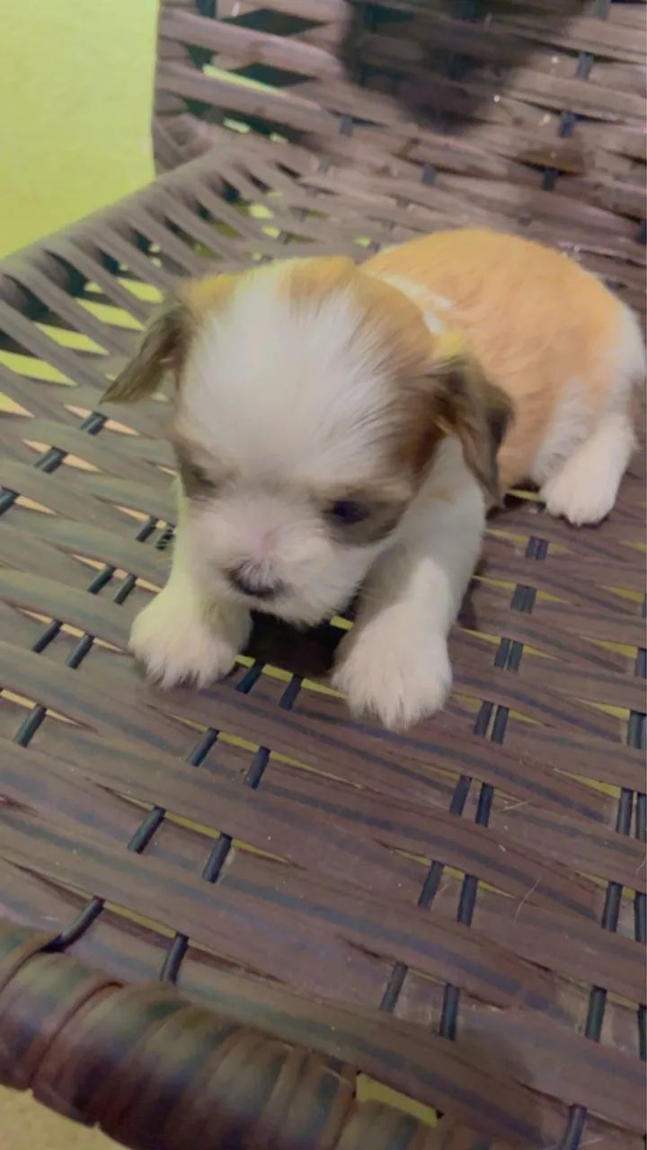 Lhasa Apso puro - Foto 4