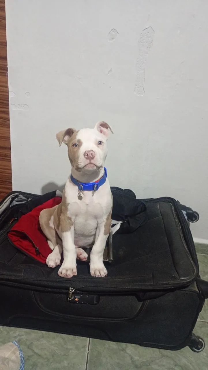Pitbull Puro - Foto 2