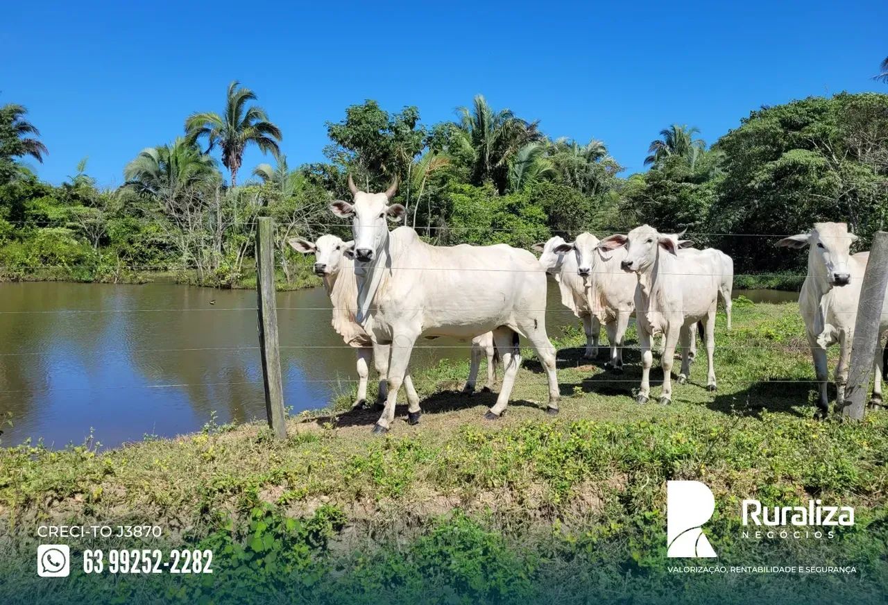 Fazenda em Miranorte-TO | Terra de cultura - Foto 5