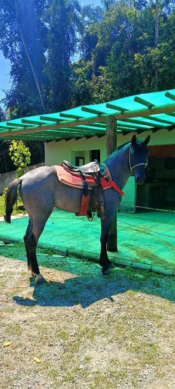 Mouro venda ou troca - Foto 2