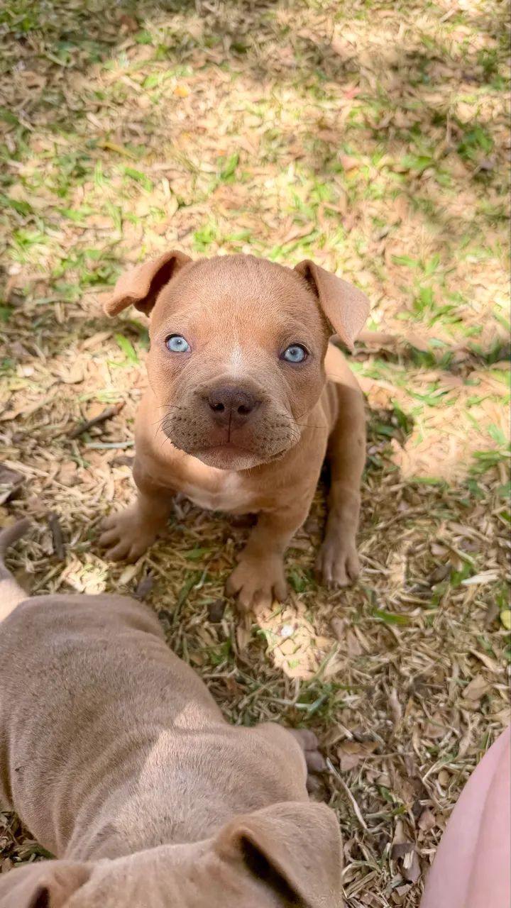 Filhotes American Bully Micro