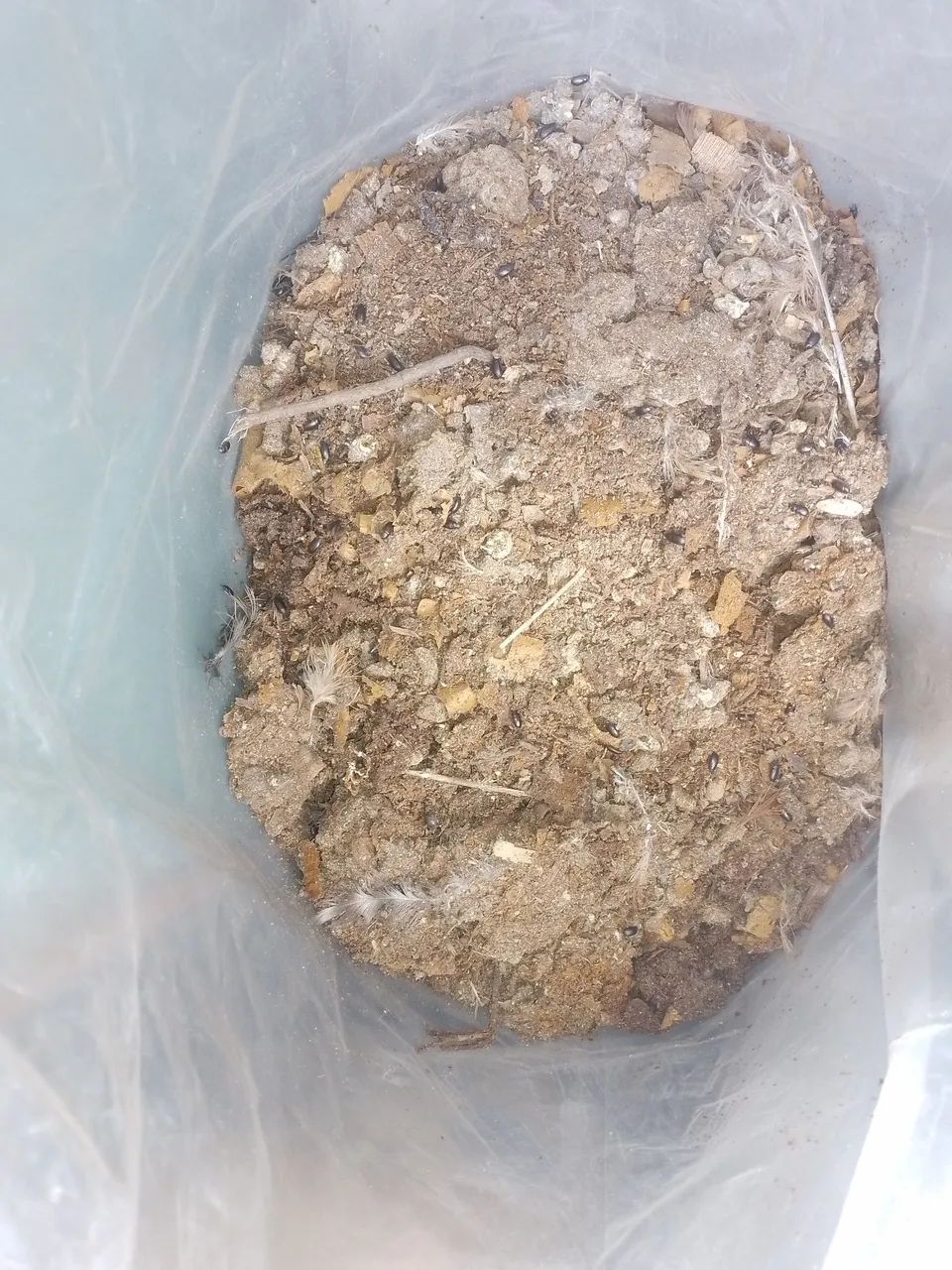 Esterco de galinha  - Foto 2