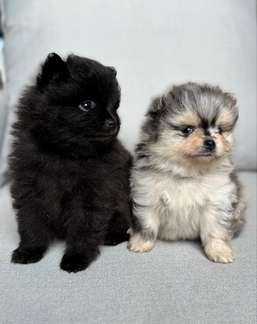 SPITZ ALEMÃO  - Foto 4