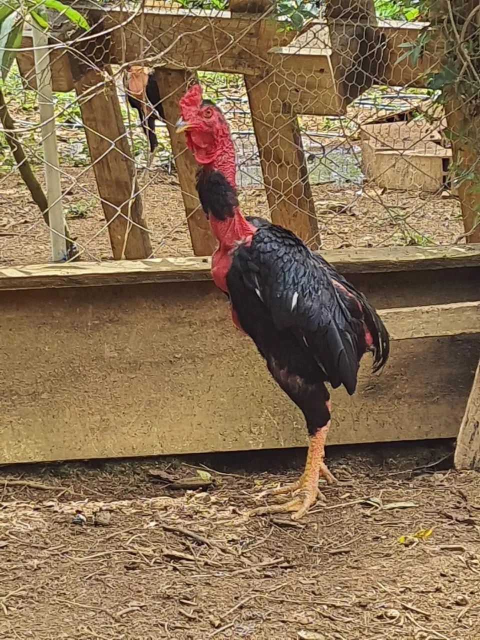 Frango polaco índio suro - Foto 3