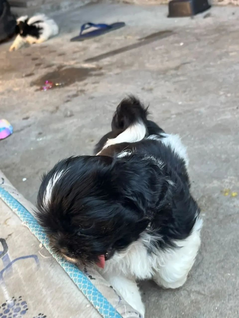 Filhotes de Shihtzu  - Foto 2