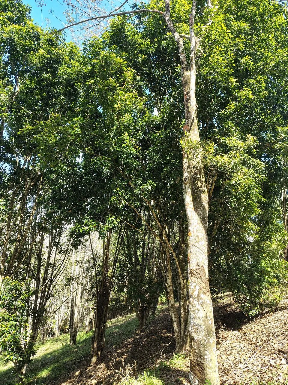 Roça produtiva  - Foto 2