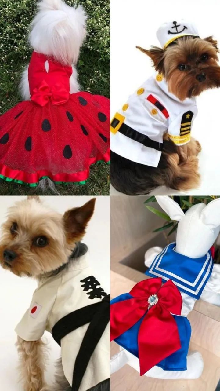 Fantasias para cães e gatos - Foto 3