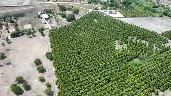 Granja com 12 hectares plantada de coqueiros em Monte Alegre