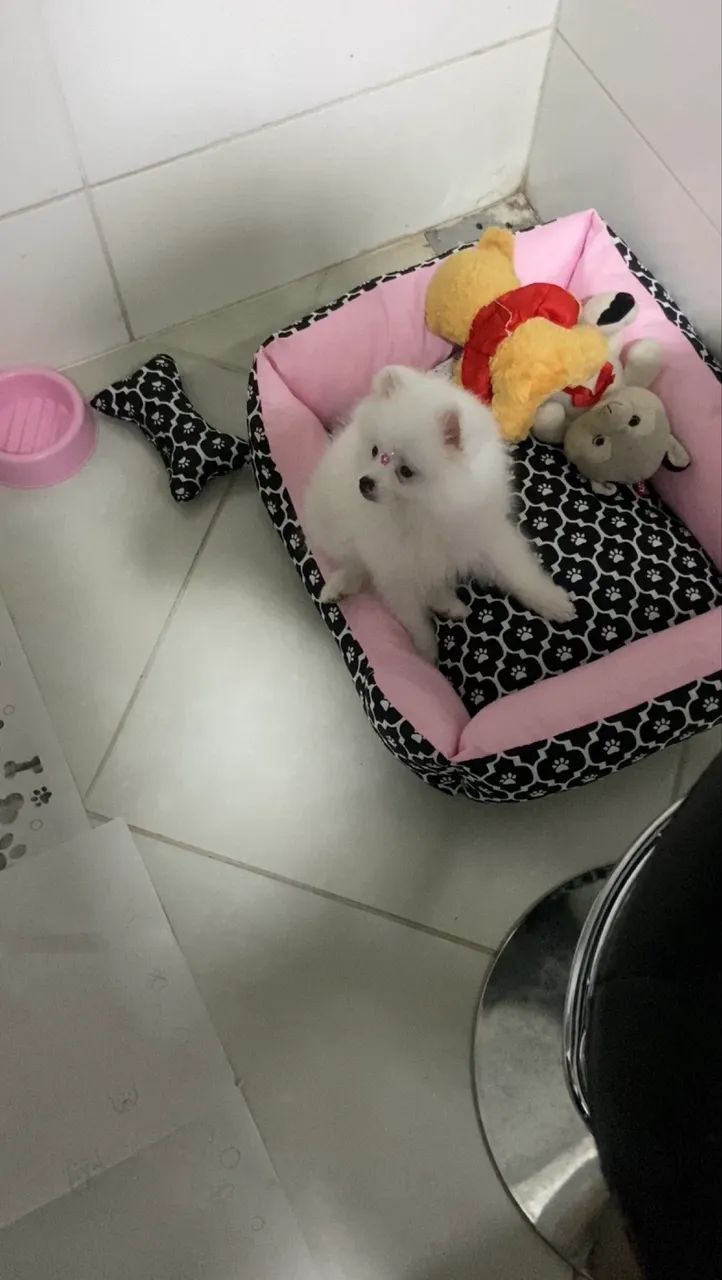Lulu da pomerania (Spitz Alemão)  - Foto 3