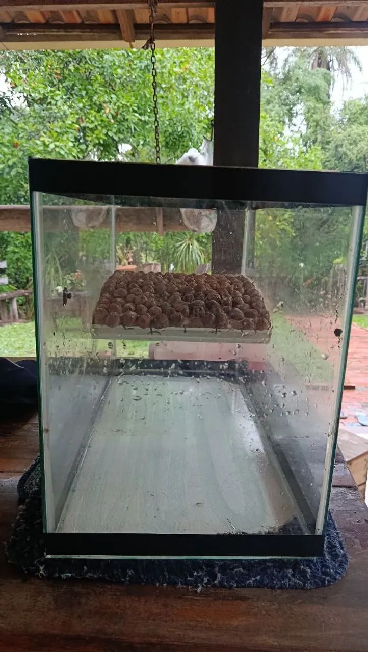 Aquário - Foto 4