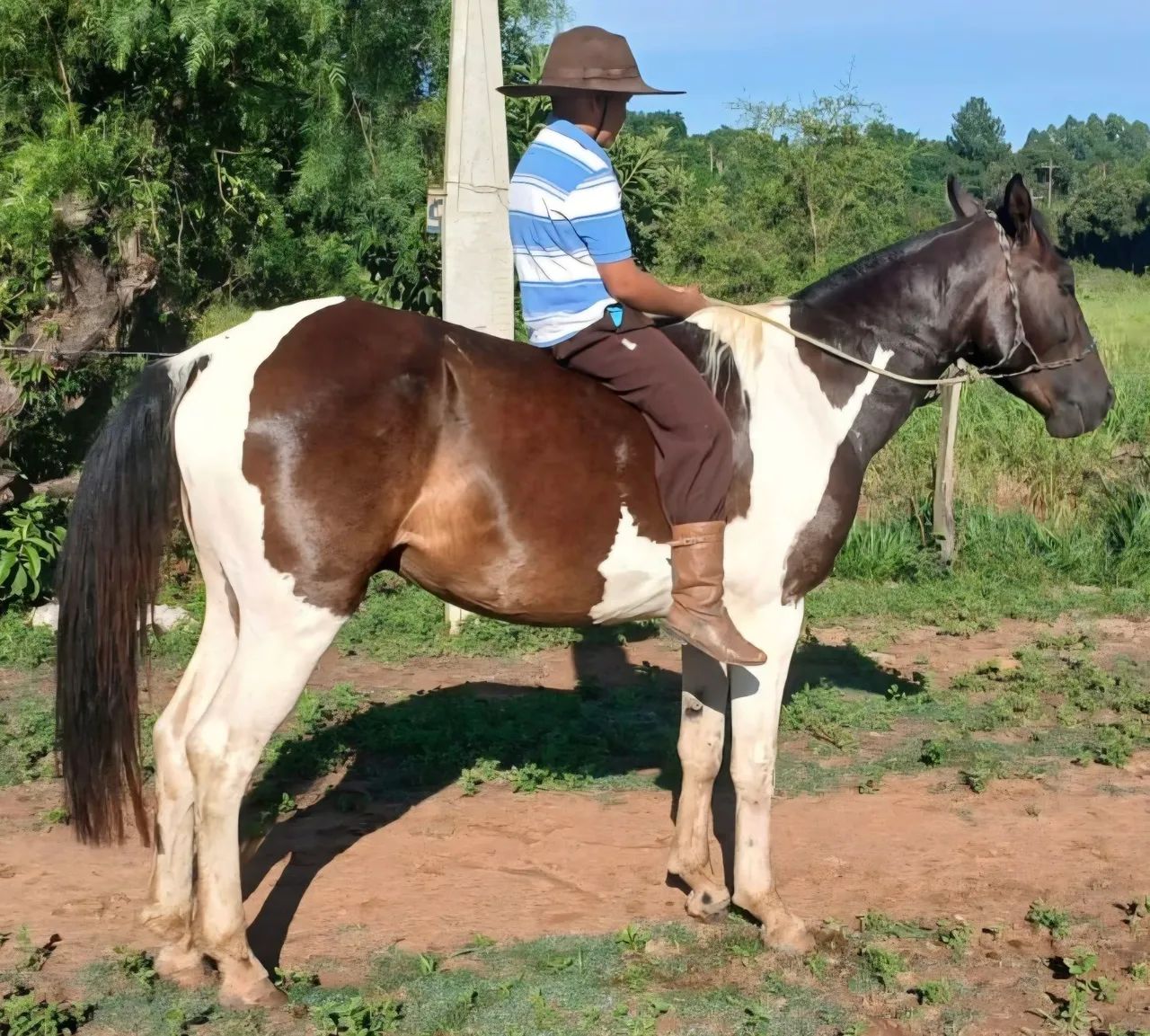 Tobiano bem mansinho de 5 anos - Foto 2